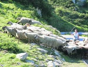 Los ayuntamientos de los Picos de Europa piden controles sobre la población del lobo